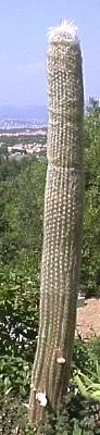 cactacee